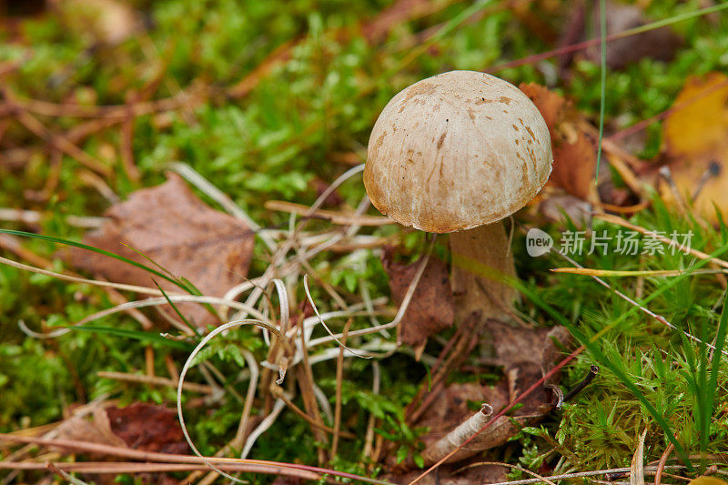 boletetes (Boletaceae)是菌类的一个家族，其中许多是可食用的。国王bolete (Boletus edulis)深受厨师们的推崇，尤其是在斯堪的纳维亚地区